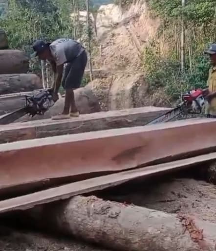 Dugaan Pembalakan Hutan di Pesisir Barat