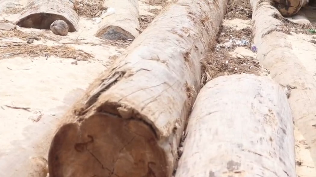 Kayu Gelondongan Terdampar di Pesisir Barat