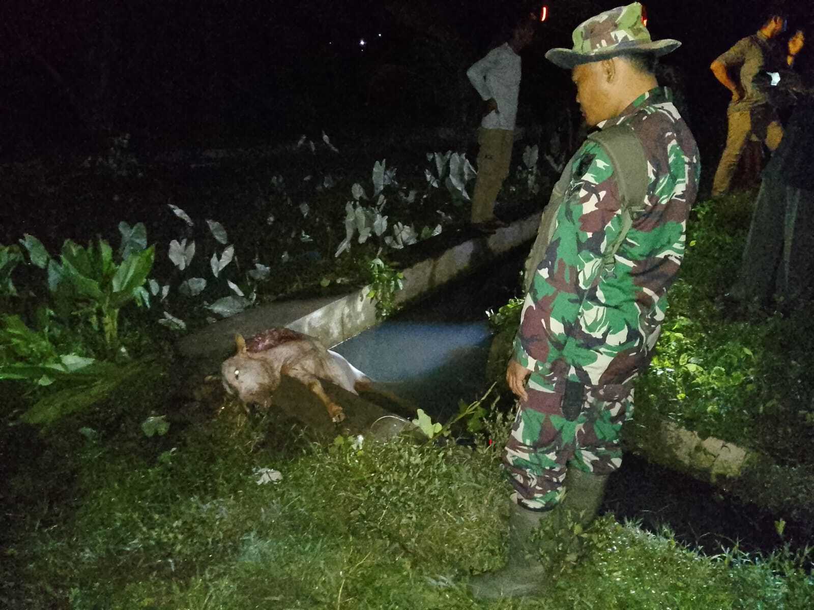 Teror Harimau Kembali Mengintai Pesisir Barat, Warga Hidup dalam Ketakutan