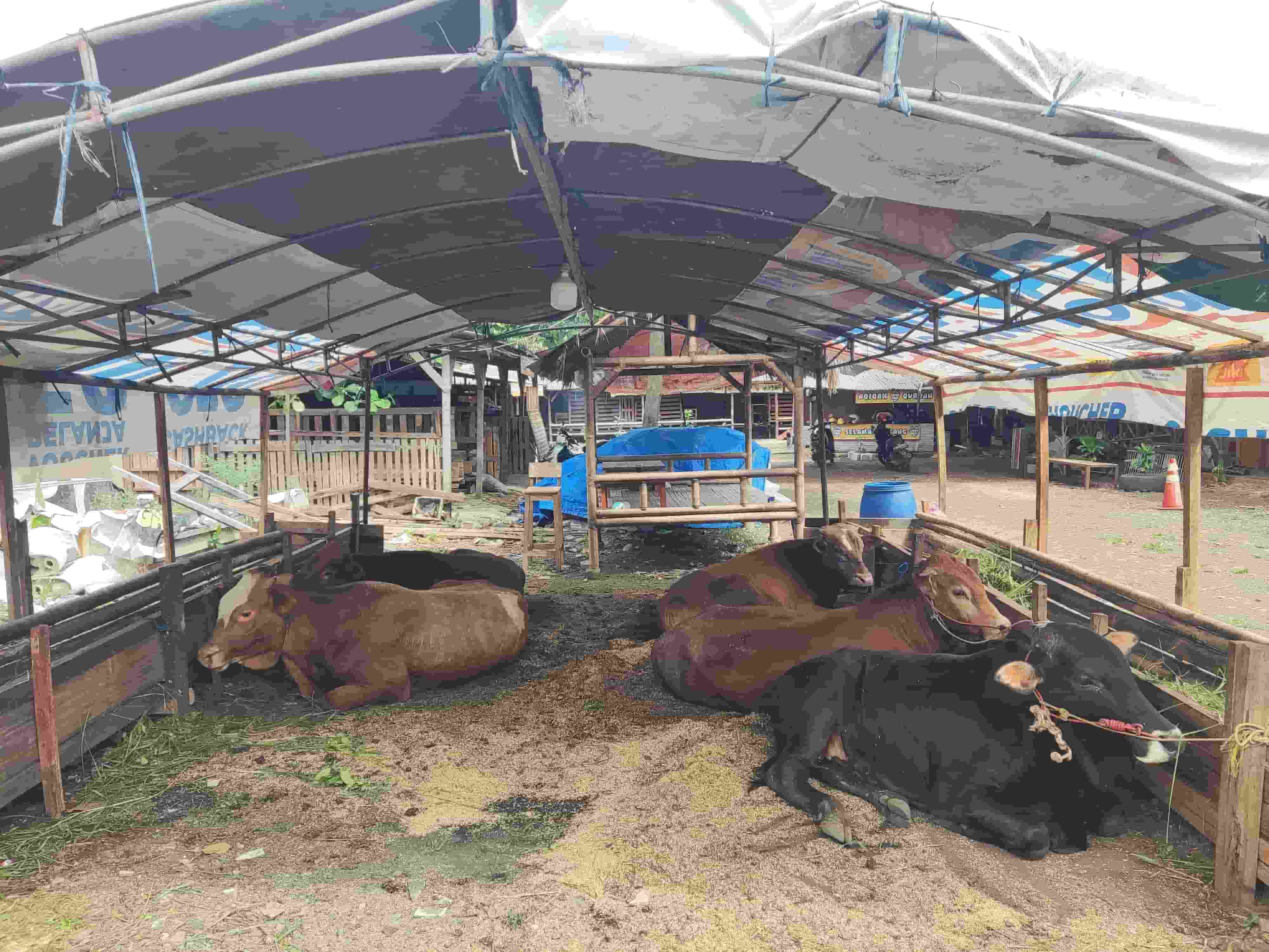 Menjelang Hari Raya Iduladha, Pedagang Hewan Kurban di Bandar Lampung Siapkan Hewan Berkualitas