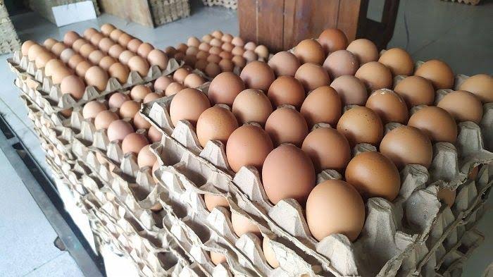 Jelang Idul Adha 2025, Harga Telur Diprediksi Naik