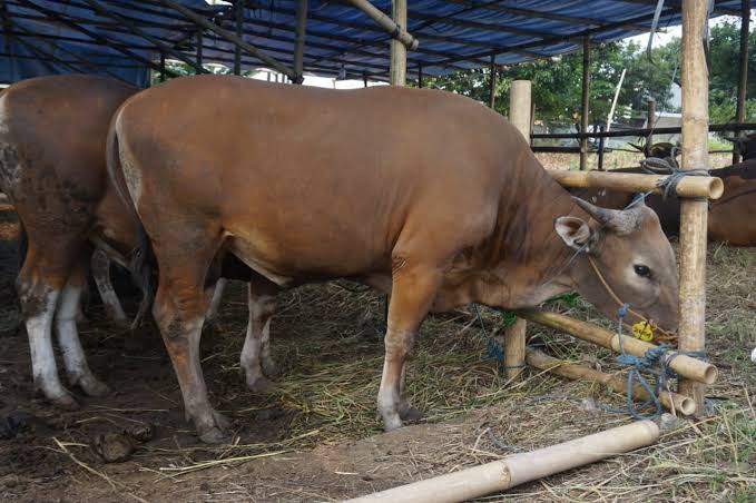 Jelang Idul Adha, Pemkot Bandar Lampung Periksa Kesehatan Hewan Kurban