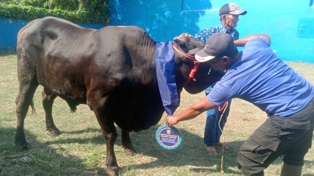 Eva Dwiana Salurkan 93 Hewan Kurban Sambut Iduladha 1446 H