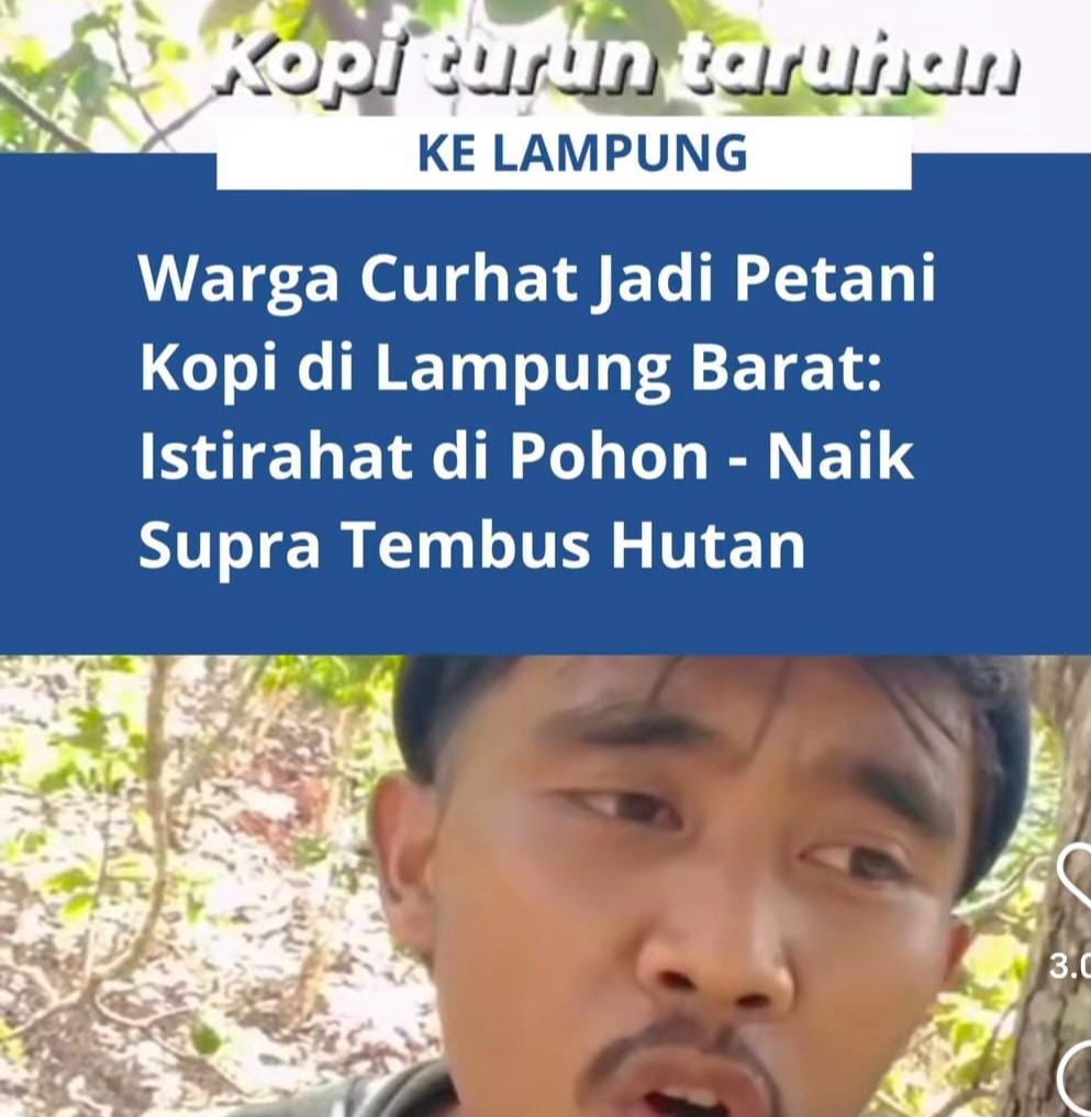 Harga Kopi Anjlok, Harimau Berkeliaran, Nyawa Jadi Taruhan