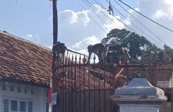 Rombongan Monyet Liar Masuk Permukiman Warga di Bandar Lampung