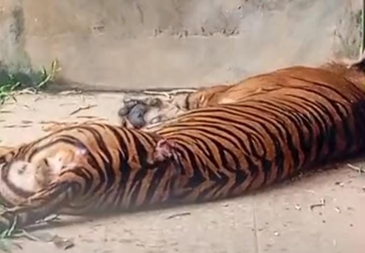 Bakas Mati, Lembah Hijau Lepas Tanggung Jawab