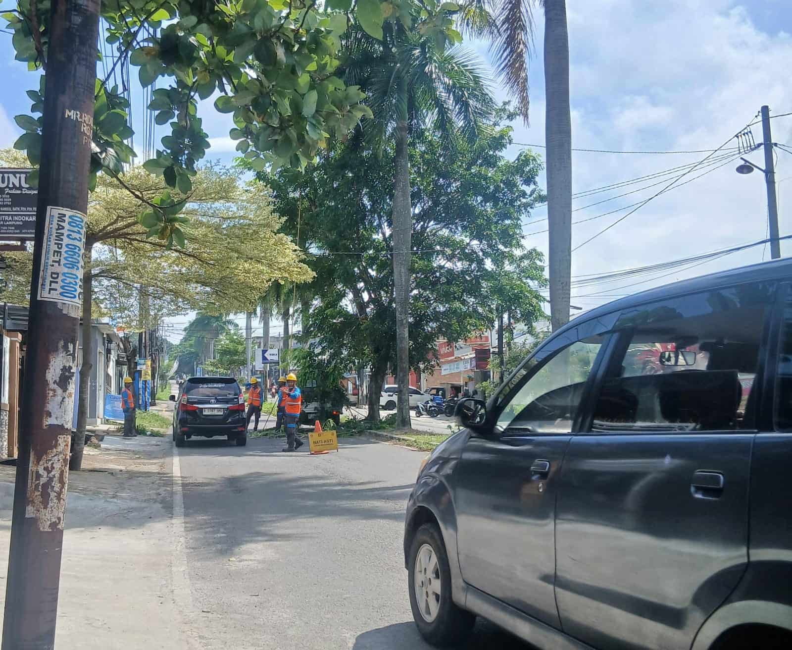 UPT Pertamanan DLH Bandar Lampung Lakukan Pemeliharaan Pohon