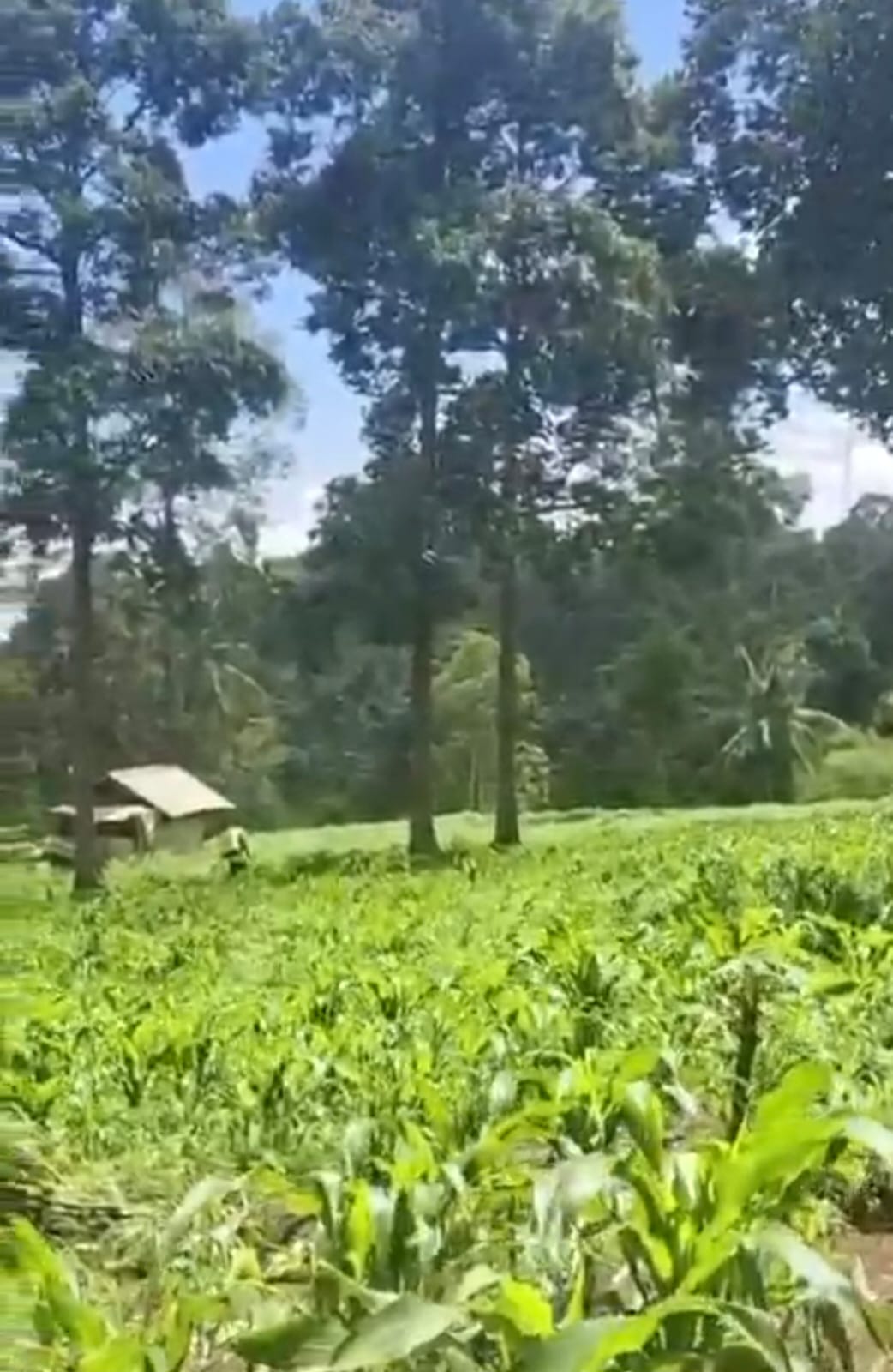 Bhabinkamtibmas Sukadanaham Dampingi Kelompok Tani Jaya Pantau Lahan Jagung, Perkuat Ketahanan Pangan Lokal