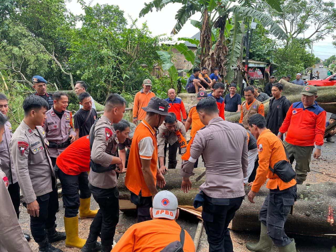 Brimob dan BPBD Bersihkan Pohon Tumbang di Kotabumi