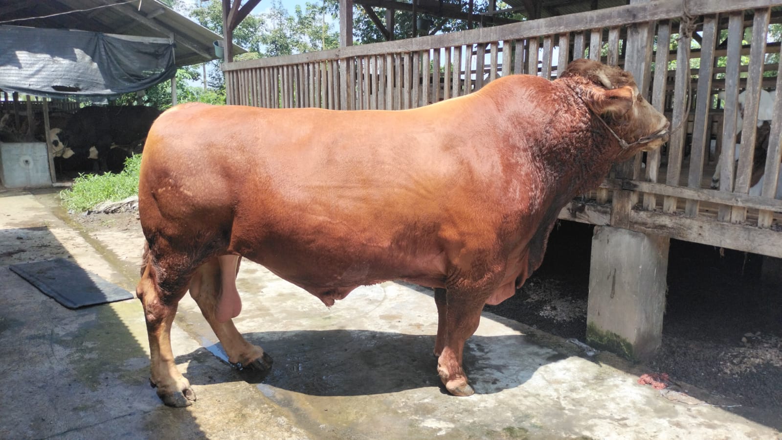 Lampung Siapkan 16 Sapi Kurban Bantuan Presiden, Bobot Tembus Lebih dari 1 Ton