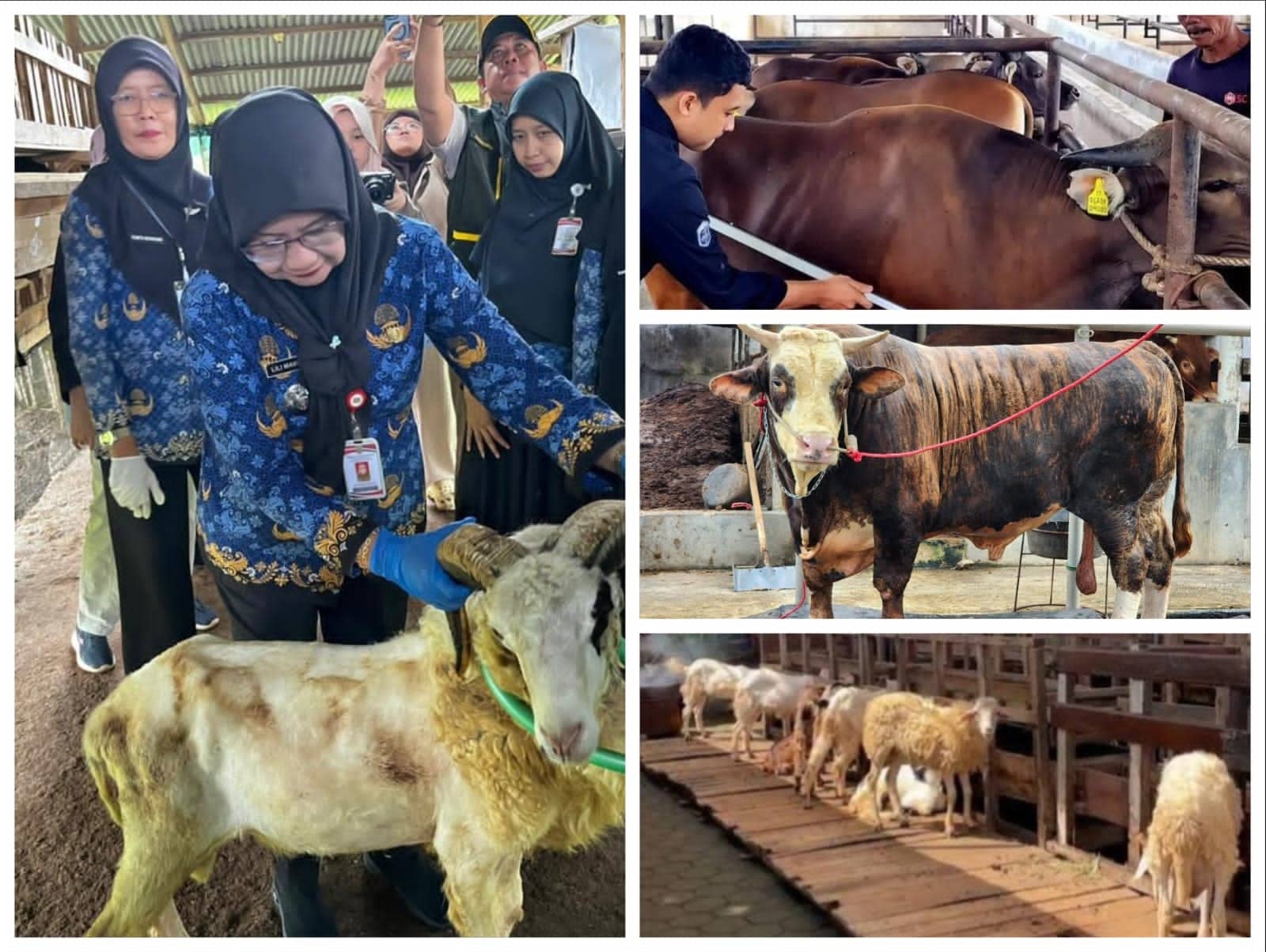 Pemotongan Sapi di Lampung Tembus 24.986 Ekor