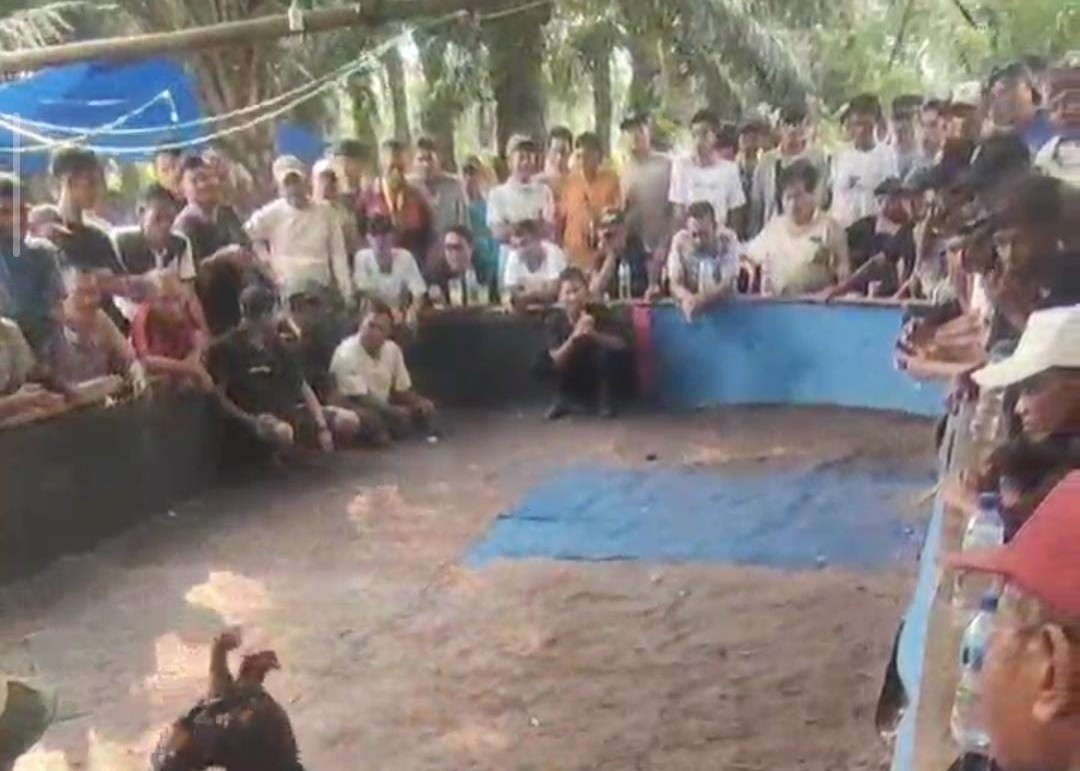 Sabung Ayam Bikin Resah Warga Merbau Mataram